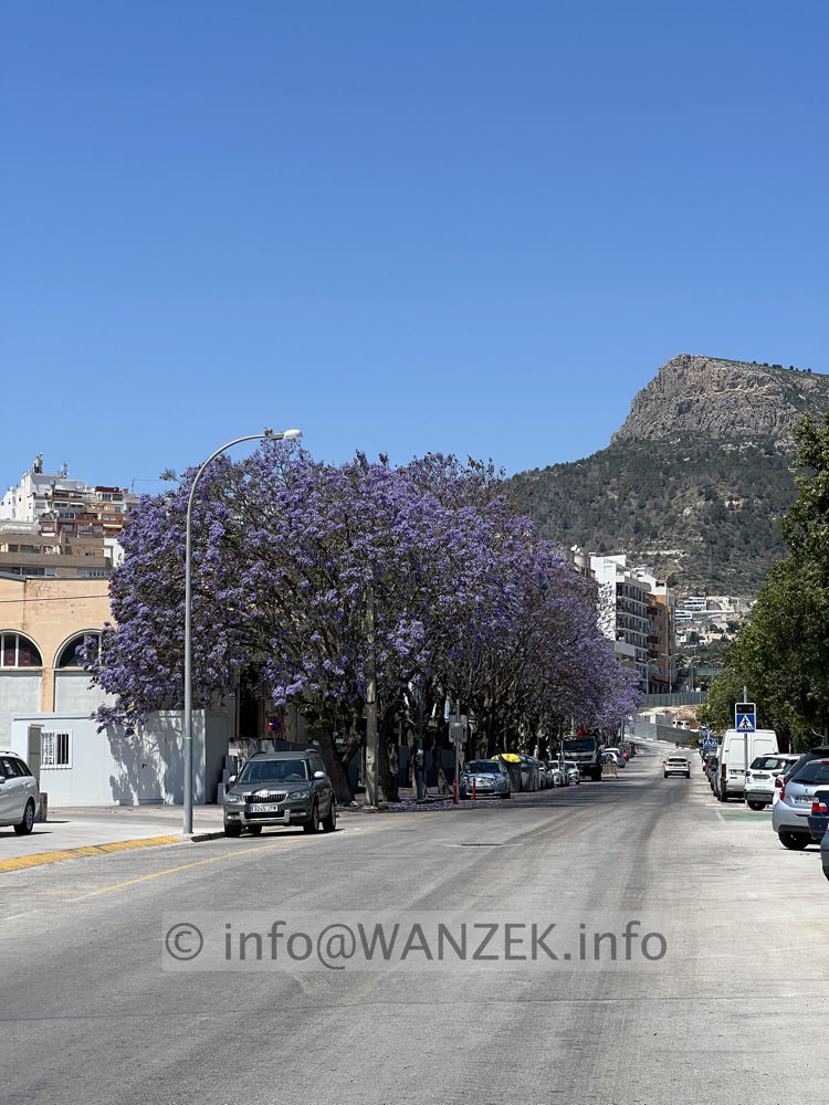 Jacaranda mimosifolia 02.jpg
